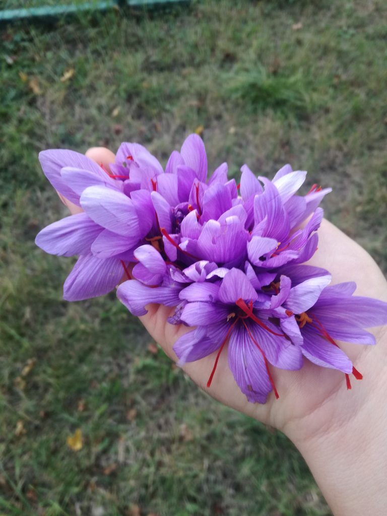 fiori di zafferano