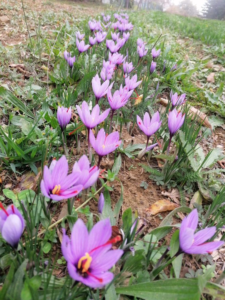 fiori di zafferano campo